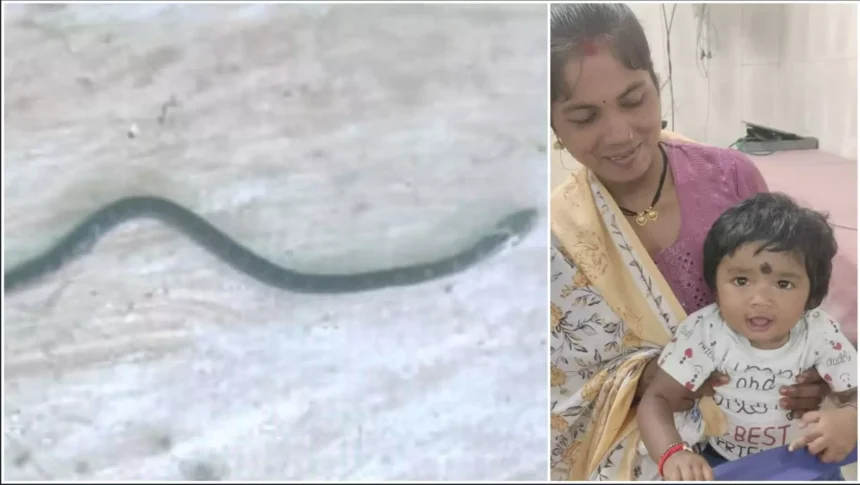 ब्रेकिंग न्यूज़: बस्तर की नन्ही शेरनी – 9 महीने की बच्ची ने खेल-खेल में मार डाला जहरीला करैत सांप